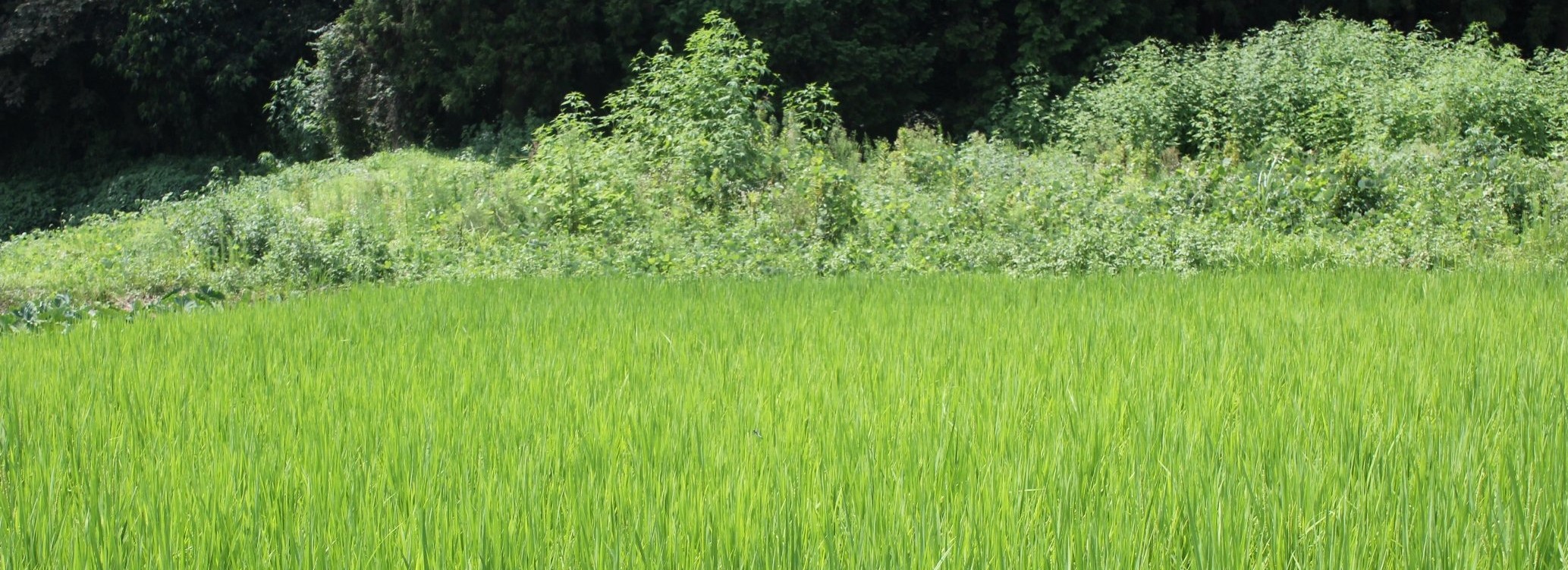 青梅市小曽木地区　田んぼ