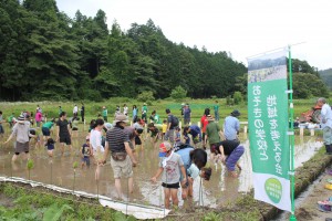 田植え体験