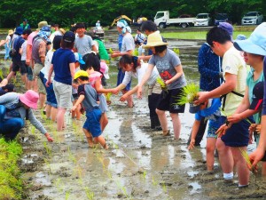 田植え04