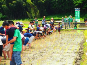 田植え06