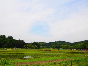 田植え11